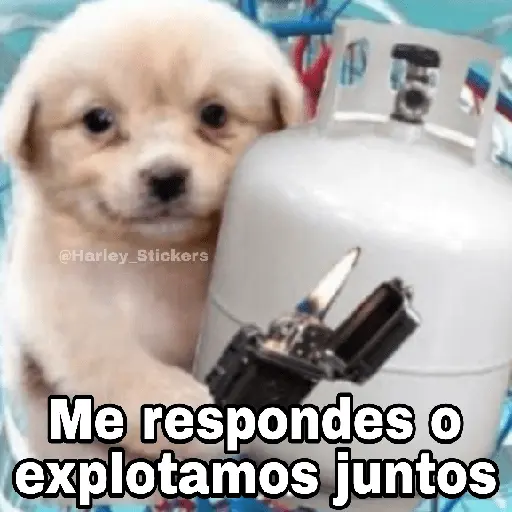 🌀 Perros con Frases 🐕🫧
