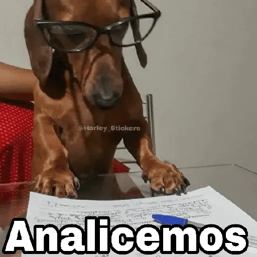 🌀 Perros con Frases 🐕🫧