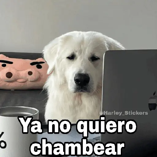 🌀 Perros con Frases 🐕🫧