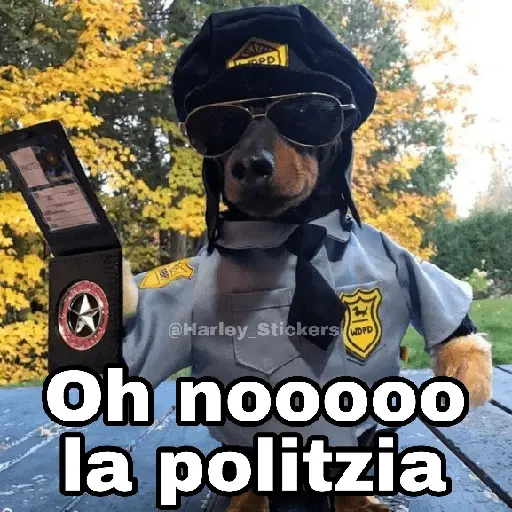 🌀 Perros con Frases 🐕🫧