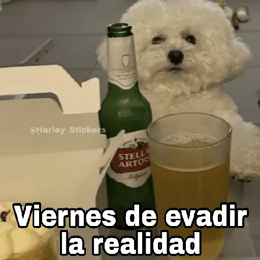 🌀 Perros con Frases 🐕🫧
