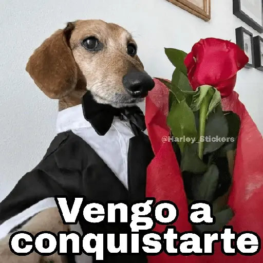 🌀 Perros con Frases 🐕🫧