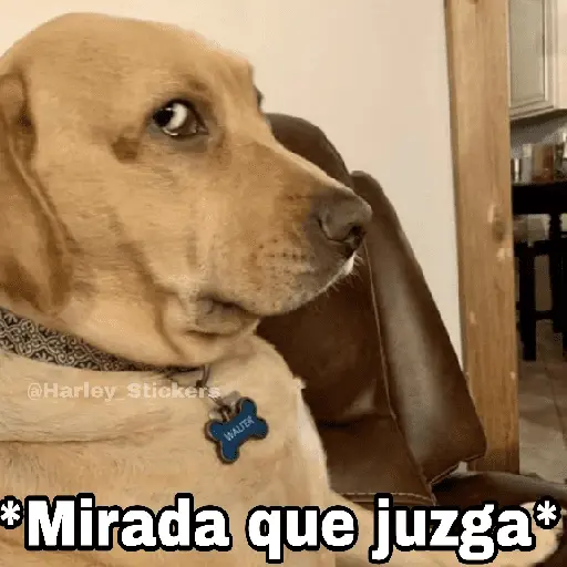 🌀 Perros con Frases 🐕🫧