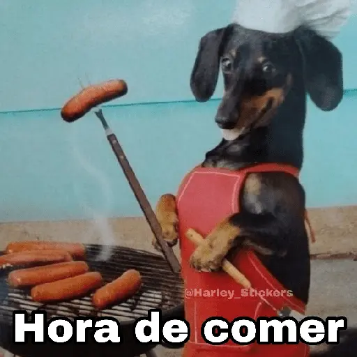🌀 Perros con Frases 🐕🫧