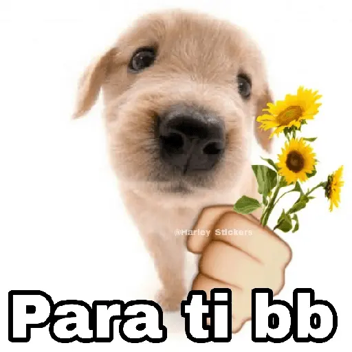 🌀 Perros con Frases 🐕🫧