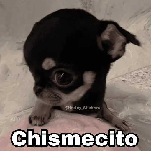 🌀 Perros con Frases 🐕🫧