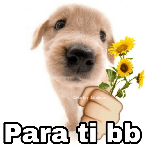 🌀 Perros con Frases 🐕🫧 preview
