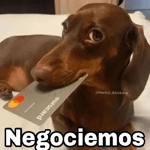 🌀 Perros con Frases 🐕🫧
