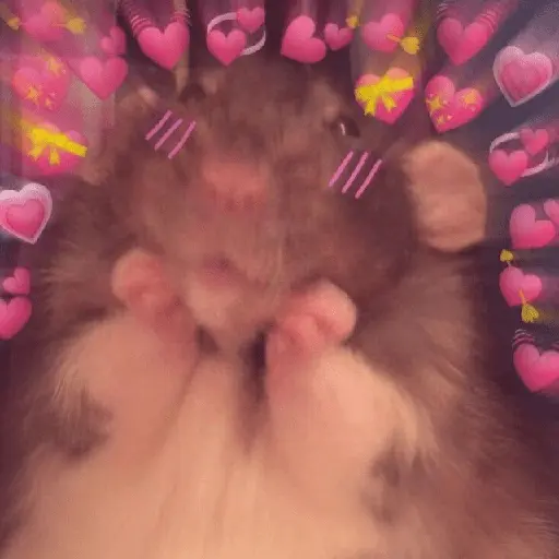 🧋🌸 AMORCITO 💕💘