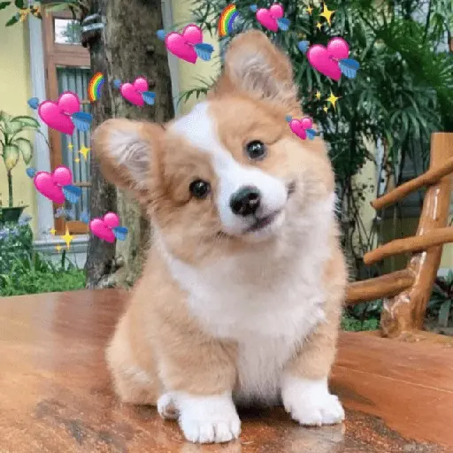 🧋🌸 AMORCITO 💕💘