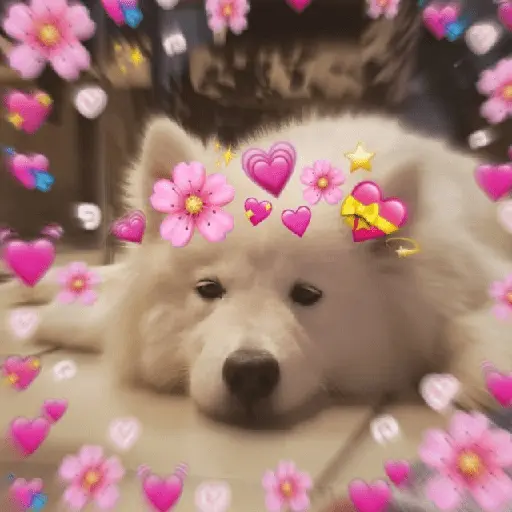 🧋🌸 AMORCITO 💕💘