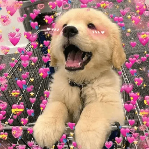 🧋🌸 AMORCITO 💕💘