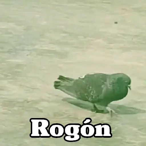 🧿Paloma Migajera🍞🕊️ preview