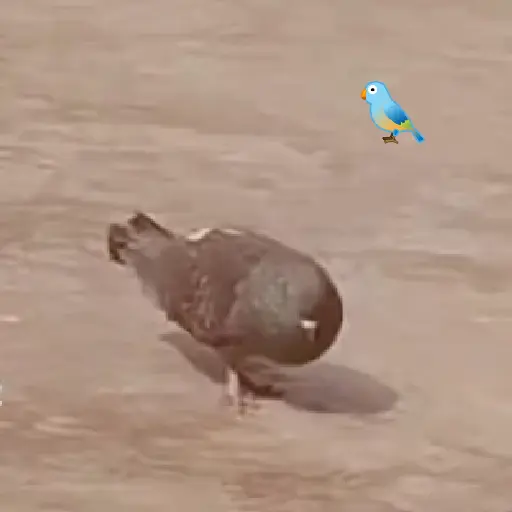 🧿Paloma Migajera🍞🕊️