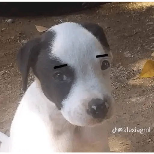 animales
