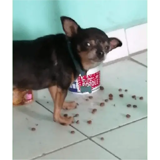 animales