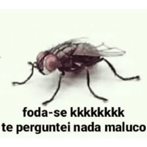 Memes. | @ocenferios  𝐇aki.