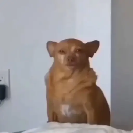 🎵 TIKTOKeando 37🎵