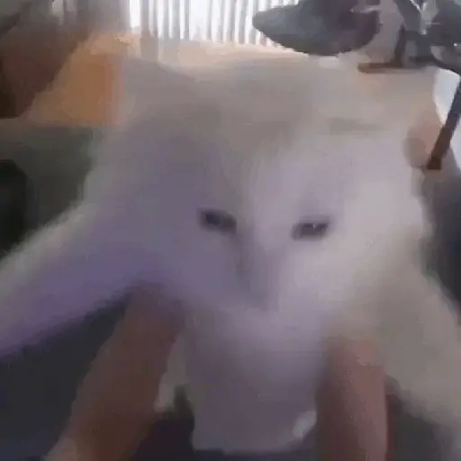 🎵 TIKTOKeando 37🎵