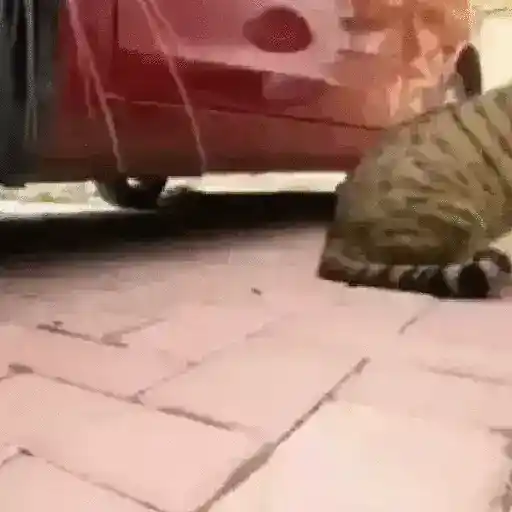 🎵 TIKTOKeando 37🎵