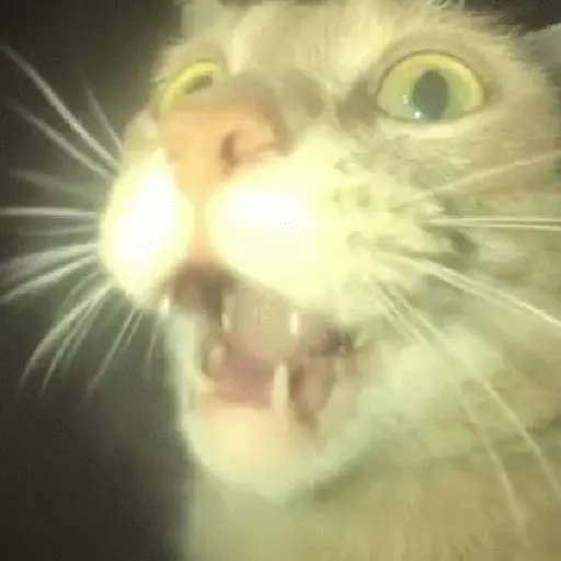 🎵 TIKTOKeando 37🎵