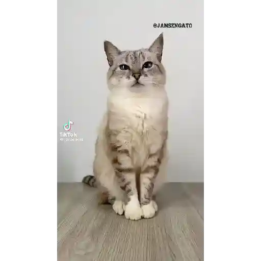 💅trend viral la cleopatra💥