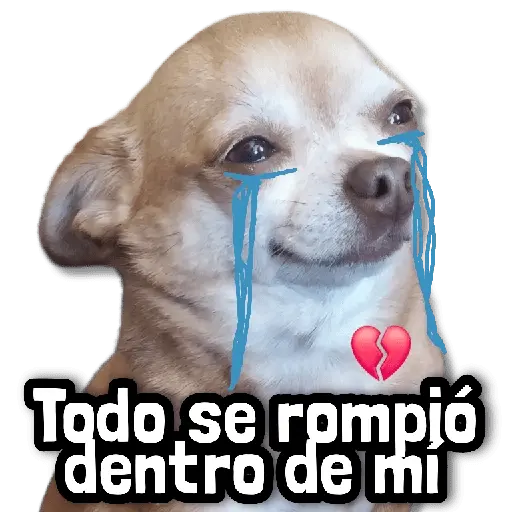 🐾 Perritos y Reacciones! 🔝