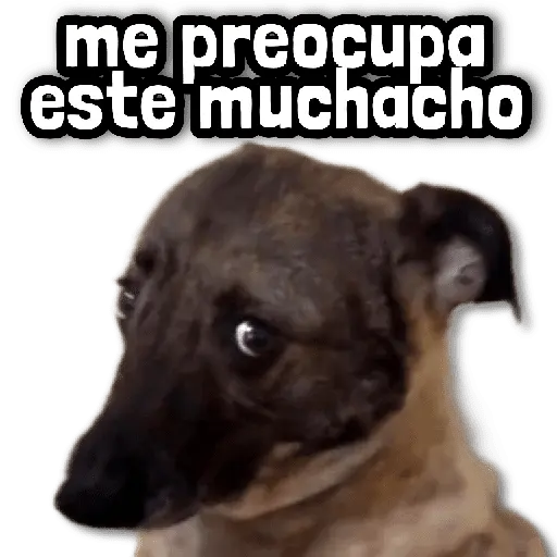 🐾 Perritos y Reacciones! 🔝