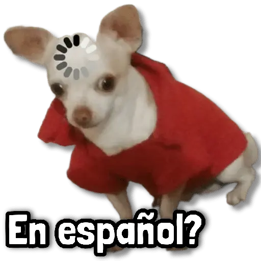 🐾 Perritos y Reacciones! 🔝