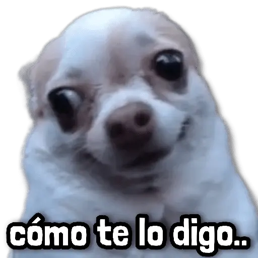 🐾 Perritos y Reacciones! 🔝