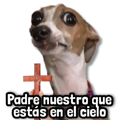 🐾 Perritos y Reacciones! 🔝