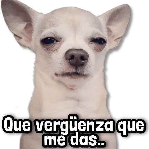 🐾 Perritos y Reacciones! 🔝
