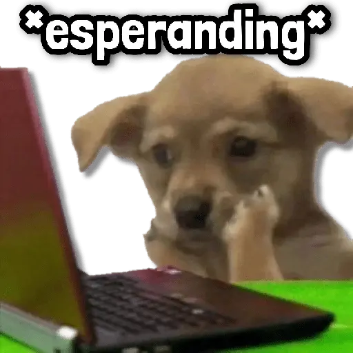 🐾 Perritos y Reacciones! 🔝