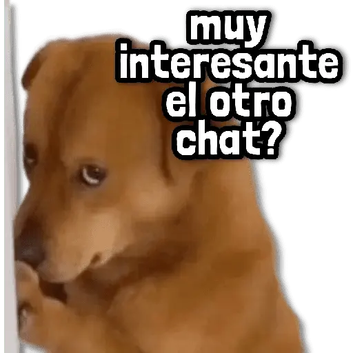 🐾 Perritos y Reacciones! 🔝