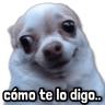 🐾 Perritos y Reacciones! 🔝