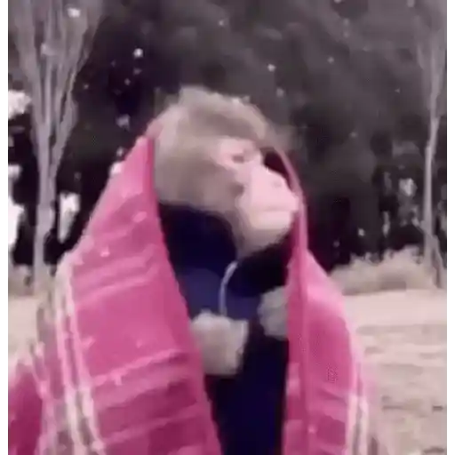 FRIO DO CÃO🥶