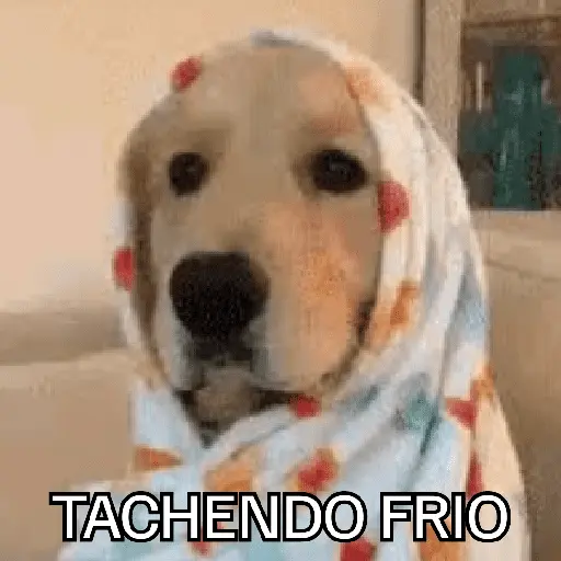 Congelado Memes Frío ❄️