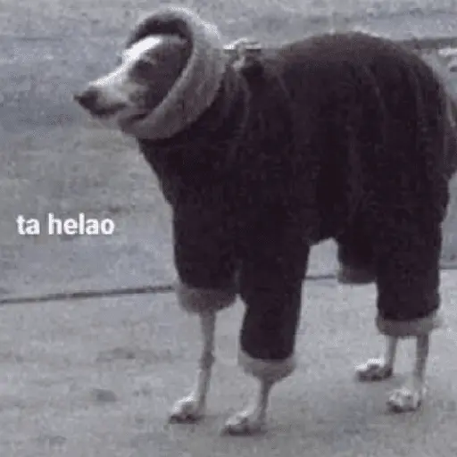 Congelado Memes Frío ❄️