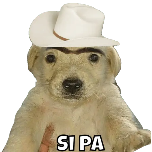 Jorge el curioso