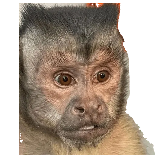 Jorge el curioso