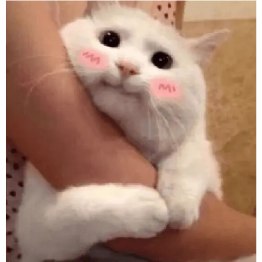 stikers de amor acá bien vrgas