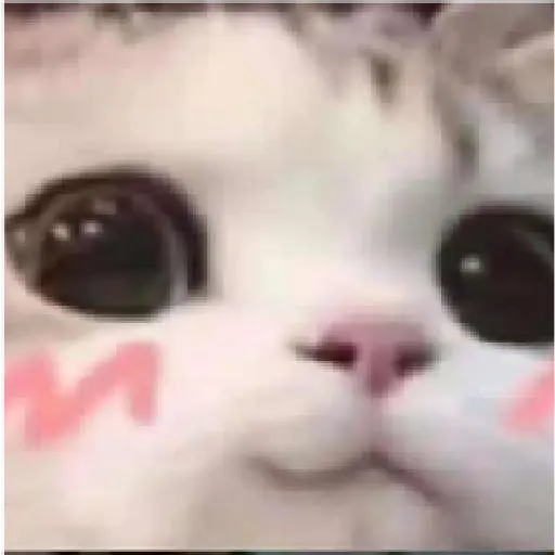 stikers de amor acá bien vrgas