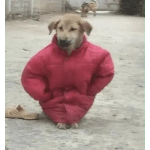 Memes para el frio 🥶❄️☃️