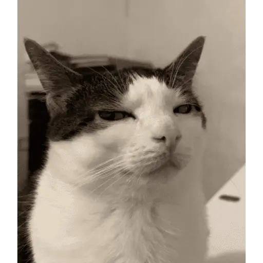 Memes de gatos 🐱😂