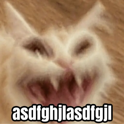 Memes de gatos 🐱😂