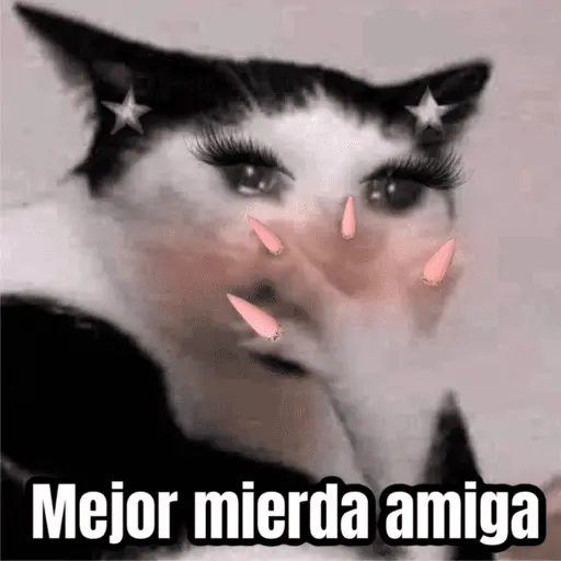 Memes de gatos 🐱😂