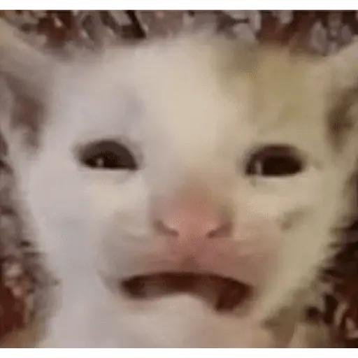 Memes de gatos 🐱😂