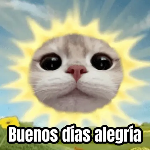 Memes de gatos 🐱😂