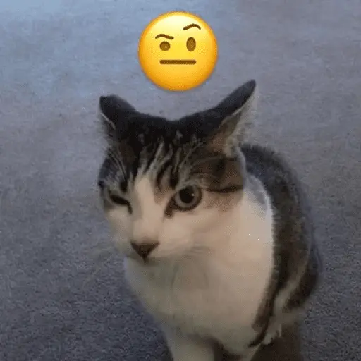 Memes de gatos 🐱😂
