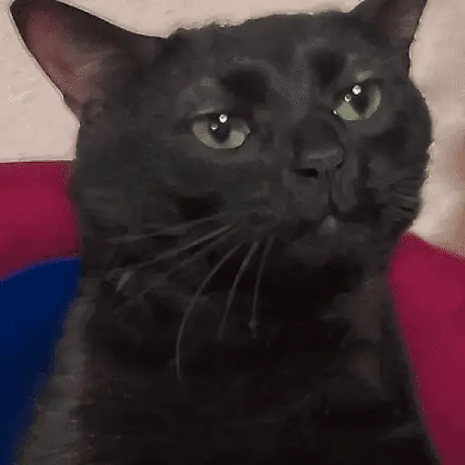 Memes de gatos 🐱😂